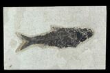 Fossil Fish (Knightia) - Green River Formation #129726-1